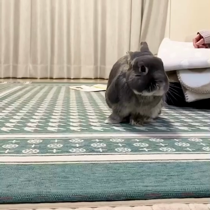 撮れた( *´艸`)の記事動画