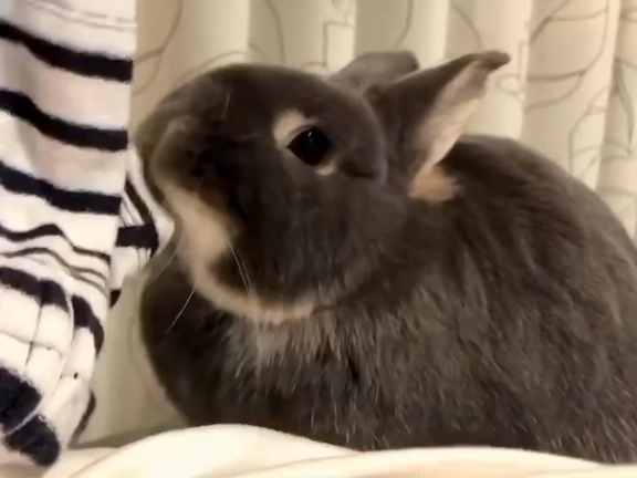 さくちゃんの日課 (๑`･ᴗ･´๑)の記事動画