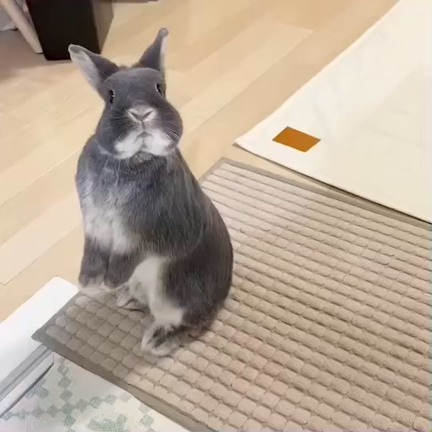 おねだり立っち♬︎の記事動画