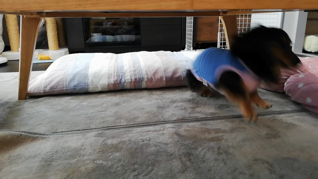 はるかのハイの記事動画