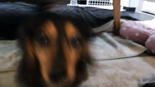 はるかのハイの記事動画