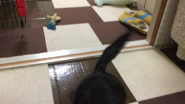 お散歩頑張る 月宝さんの記事動画