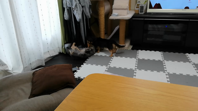 近況の記事動画