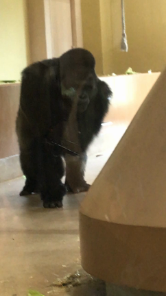朝イチ動物園(3y7m8d)の記事動画