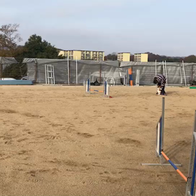 １２月２日　ルイのスカイフィールドコンペの画像
