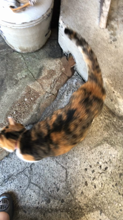 ねこはねこでも…。^ ^の記事動画