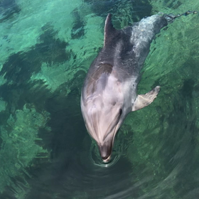 【イルカだって癒されたい✨】の画像