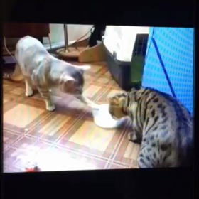 譲る心にひかれるの画像