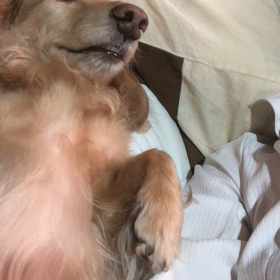 撫でる手を止めてはいけないの画像