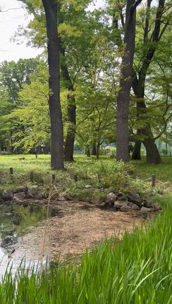 【サロンのお知らせ】 真夏になる前に、ポールウォーキングレッスン再開目指してますの記事動画
