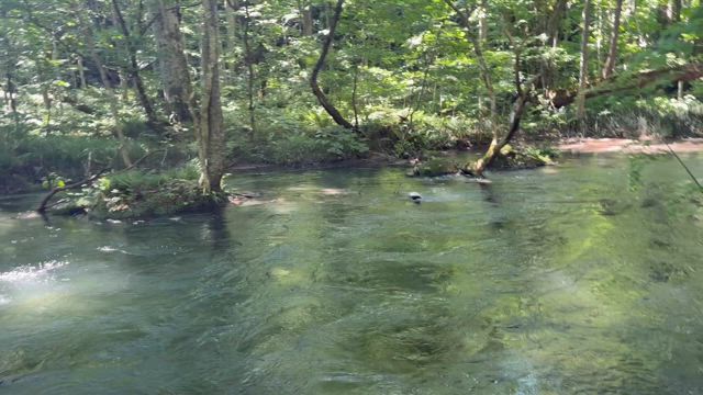 マイナスイオンをご一緒にの記事動画
