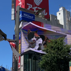新宿の3D巨大猫♪の画像