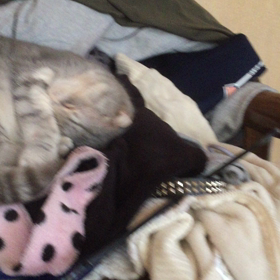 我が家の猫♡ダニエルの画像