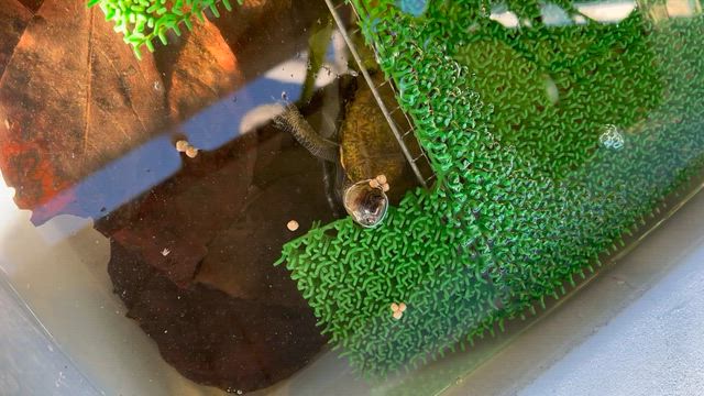 イエアメ時々、カメ日記♪亀ちゃんお目覚め♪の記事動画