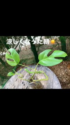 2024/09/04の記事動画