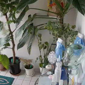 観葉植物もお肌のお手入れも大切(動画)の画像