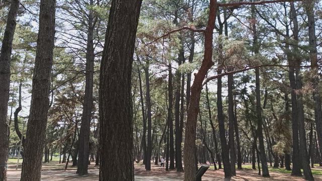 ウクレレ練習の記事動画