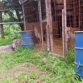 ウルフ小屋完成❗の画像