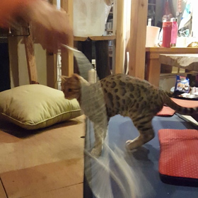高速回転❗の画像