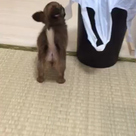 ちょこちゃんの画像