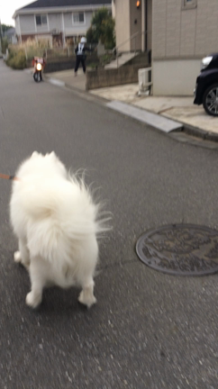 郵便屋さんが嫌の記事動画