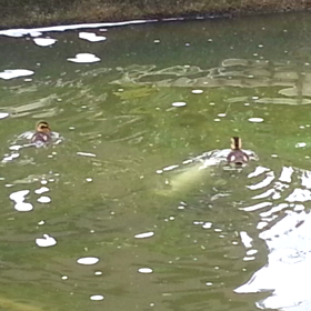 カルガモ家族その後の画像