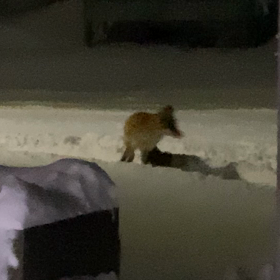 るーるーるー！キタキツネやって来る。の画像