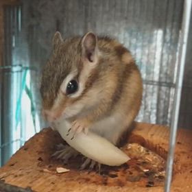 シマシマの画像