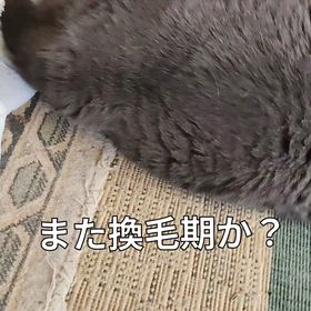 毛だらけの画像
