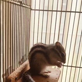 しまりすの蓮の画像