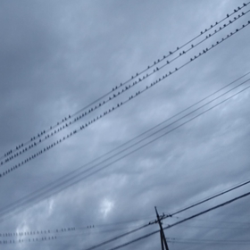 鳥害の画像
