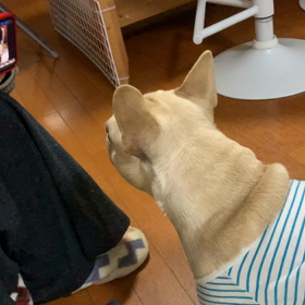 はるさん、ガン見の画像