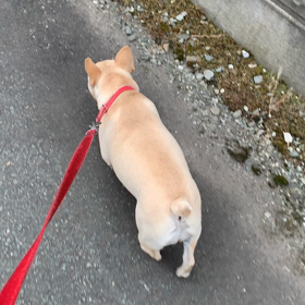 お散歩の画像