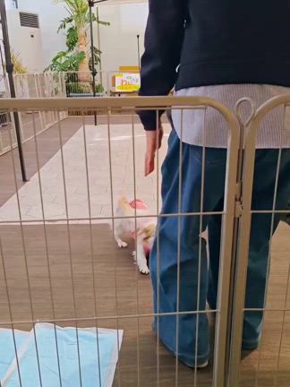 みやび　走る！走る！の記事動画
