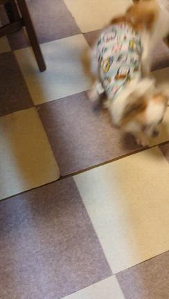 みやびのいろいろ♪の記事動画