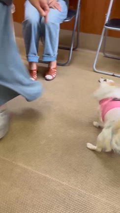 巣鴨里親会御礼の記事動画