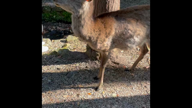GWの新しい過ごし方の記事動画