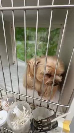 トリミング行ってきたよ♪の記事動画