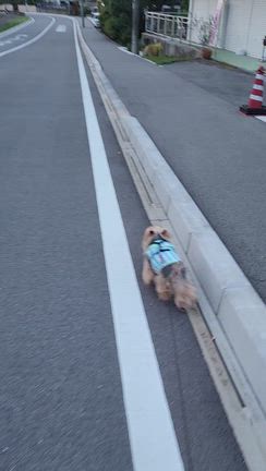 お散歩とペットのステッカーの記事動画