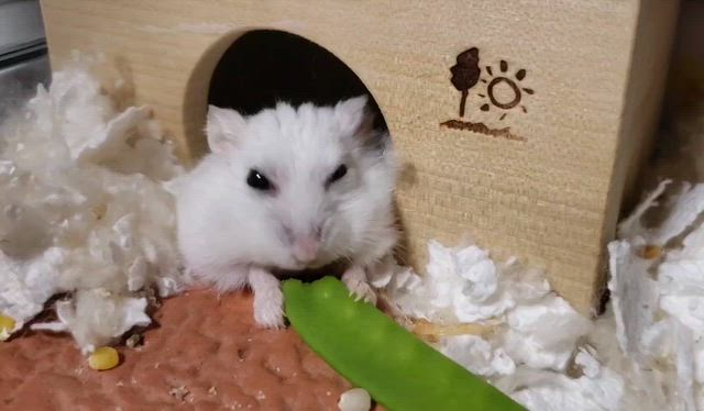 新しいリードの記事動画