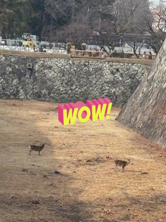 今日のさなぷ〜懸賞生活　名古屋城行きましたの記事動画