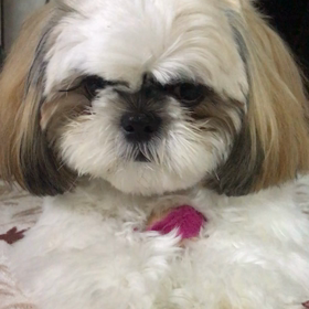 愛犬じゅん吉くんの画像