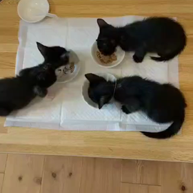 最強癒し動画の画像
