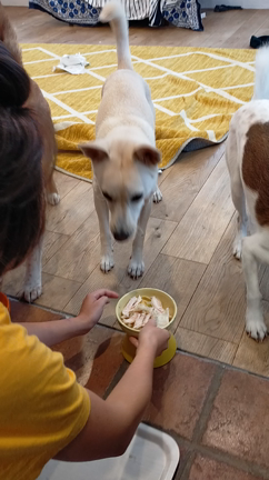 闇犬のお手と、長男犬☆口の腫瘍手術を決意の記事動画