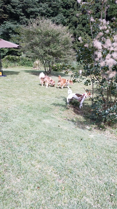 ★閉業★丹波篠山犬地巡礼〜ドッグカフェ！！ちわわんの記事動画