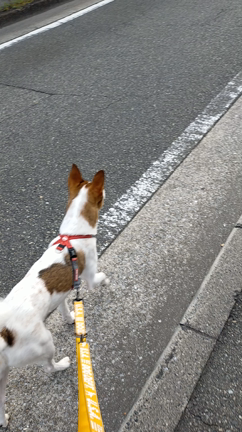 EZY DOG　ハーネス効果と犬のおやつを横取り～実践編の記事動画