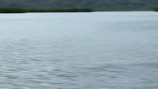 コウモリ洞窟アドベンチャー【パナマ5日目】の記事動画