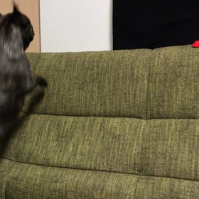 どーしてもの画像