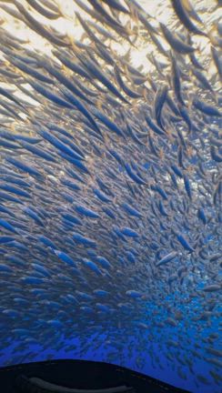 デジタル泥棒に気をつけて！の記事動画