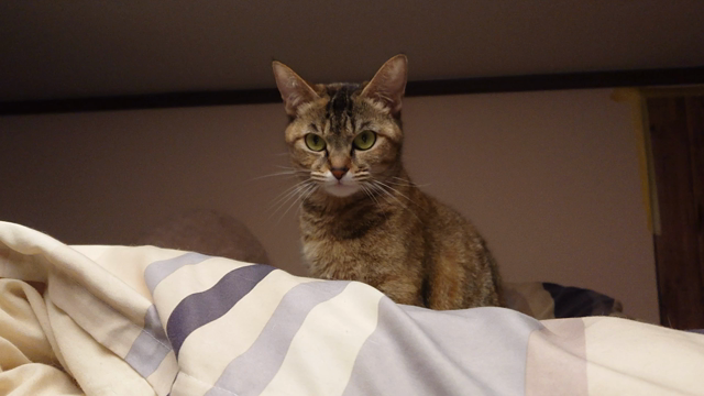 愛猫達の記事動画